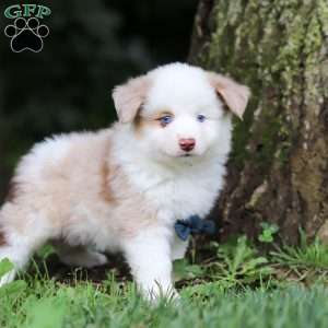 Frisky, Miniature Australian Shepherd Puppy